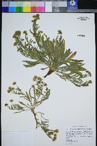 Erigeron lassenianus image