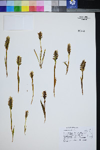 Spiranthes romanzoffiana image