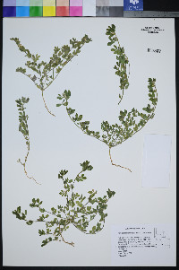 Acmispon brachycarpus image