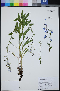 Hackelia nervosa image