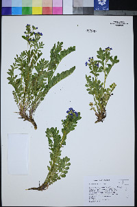 Polemonium californicum image