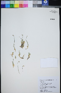 Eremogone congesta image