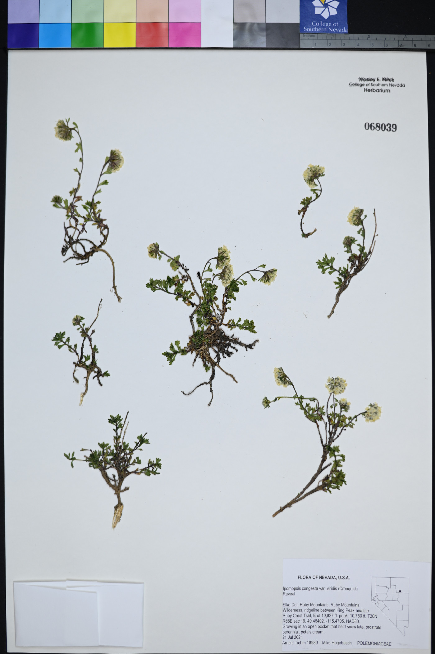 Ipomopsis congesta var. viridis image