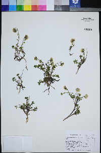 Ipomopsis congesta image