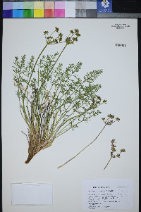 Pteryxia hendersonii image