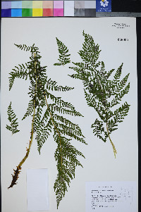 Athyrium distentifolium image