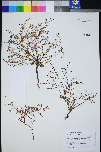 Johanneshowellia puberula image