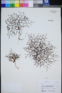 Johanneshowellia puberula image