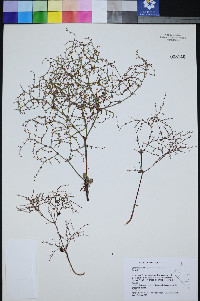 Johanneshowellia puberula image