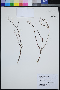 Eriogonum corymbosum image