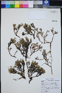 Eriogonum microtheca image