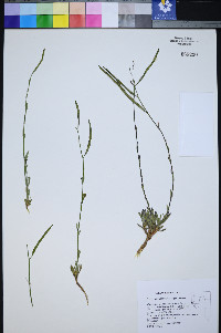 Boechera platysperma image