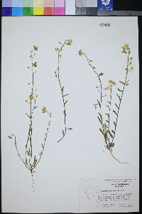 Physaria palmeri image