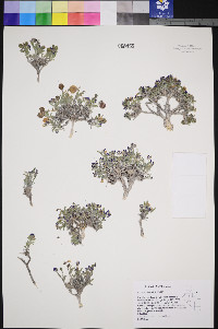 Astragalus jejunus image