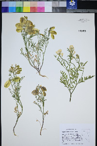 Astragalus oophorus image