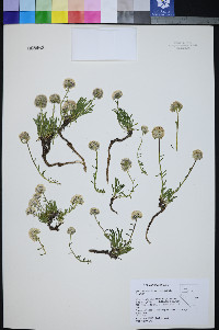 Ipomopsis congesta subsp. crebrifolia image