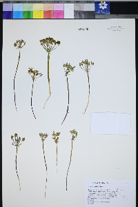 Muilla transmontana image