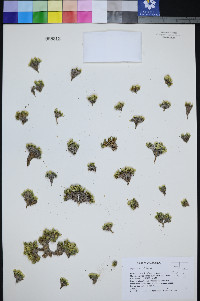 Lepidium nanum image