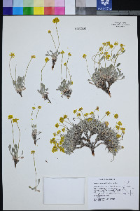 Eriogonum crosbyae image
