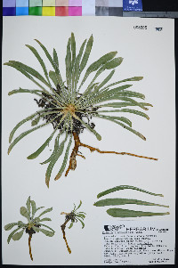 Frasera albomarginata image