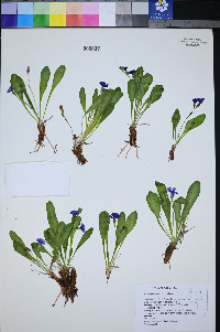 Primula nevadensis image