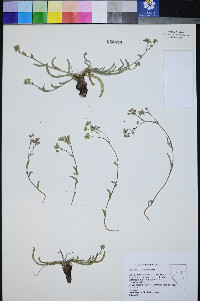 Ivesia kingii var. kingii image