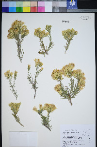 Ericameria parryi image