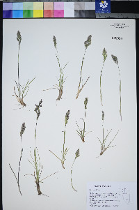 Poa cusickii image