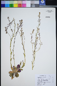 Thelypodium sagittatum var. ovalifolium image