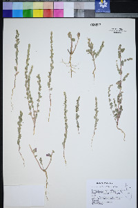 Atriplex truncata image