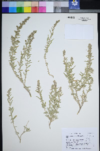 Atriplex gardneri image