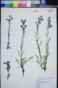 Penstemon leiophyllus image