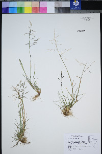 Puccinellia distans image