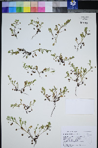 Nemophila pedunculata image