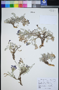 Astragalus argophyllus image
