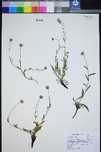 Erigeron jonesii image