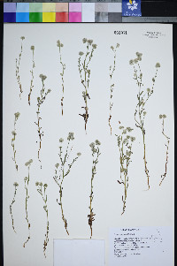 Cryptantha gracilis image