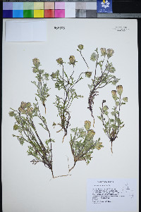 Chaenactis macrantha image