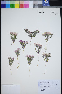 Townsendia florifer image