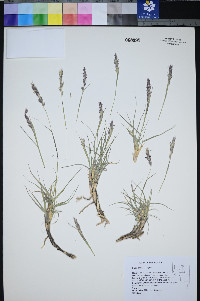 Hilaria jamesii image