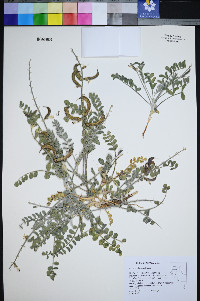 Astragalus layneae image