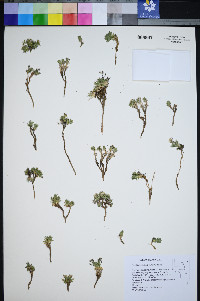 Cusickiella douglasii image