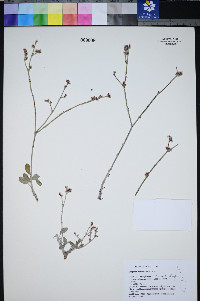 Eriogonum nummulare image