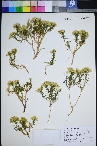 Ericameria nana image