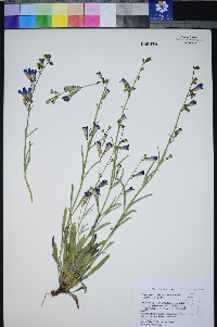 Penstemon leiophyllus image