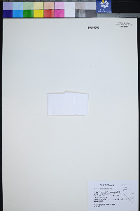 Ancistrocarphus filagineus image