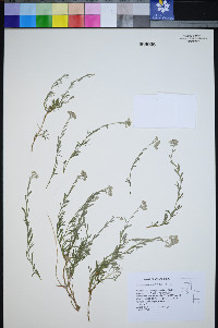 Sphaeromeria cana image