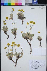 Eriogonum rosense image