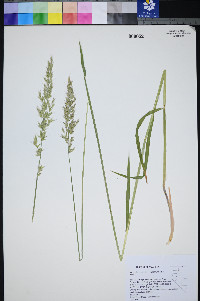 Arrhenatherum elatius image