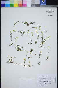 Draba pedicellata image